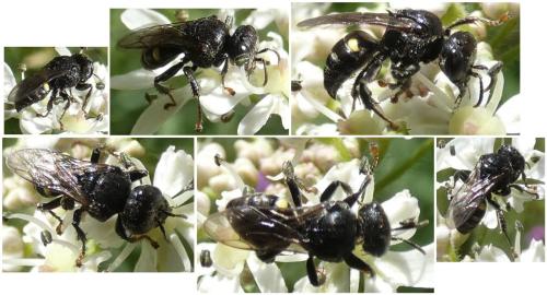 Oxybelus sp.